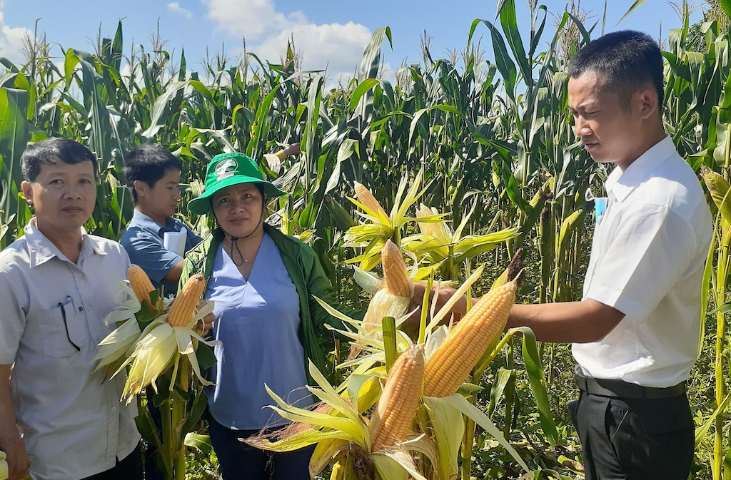Được hỗ trợ đầu tư trồng bắp lai giúp bà con dân tộc thiểu số ở La Ngâu thoát nghèo.