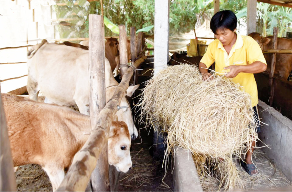 Công tác xóa đói giảm nghèo cho người dân tộc thiểu số ở Cầu Ngang đang cho thấy hiệu quả tích cực.