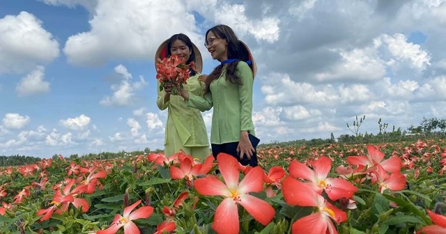 Mô hình sâm bố chính của HTX nông nghiệp Nhật Linh đến nay đã thành công ngoài mong đợi.