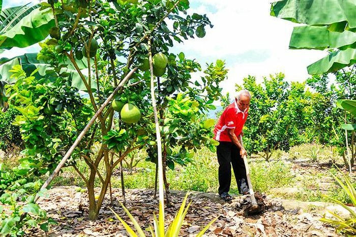 Huyện Khánh Vĩnh (Khánh Hòa) đang tập trung hình thành các vùng chuyên canh lớn.