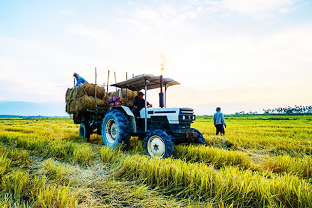 Đa số HTX nông nghiệp ở huyện Diên Khánh (Khánh Hoà) đều xây dựng được mô hình liên kết với các doanh nghiệp để tiêu thụ sản phẩm.