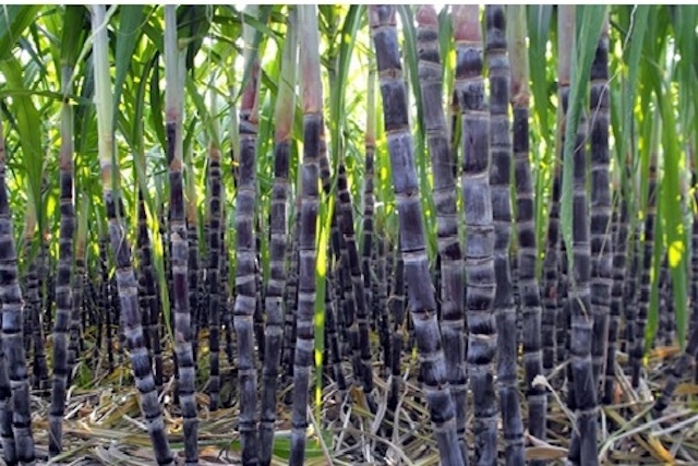 Tổ hợp tác trồng mía tím Sơn Hiệp (huyện Khánh Sơn) có 5ha đạt chuẩn VietGAP.