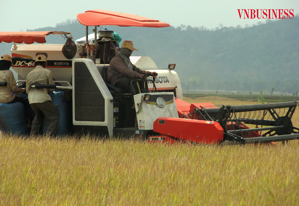 Việc thu mua lúa gạo trong vụ hè thu 2021 ở ĐBSCL giữa đại dịch Covid-19 vẫn cần vai trò lớn của các thương lái.