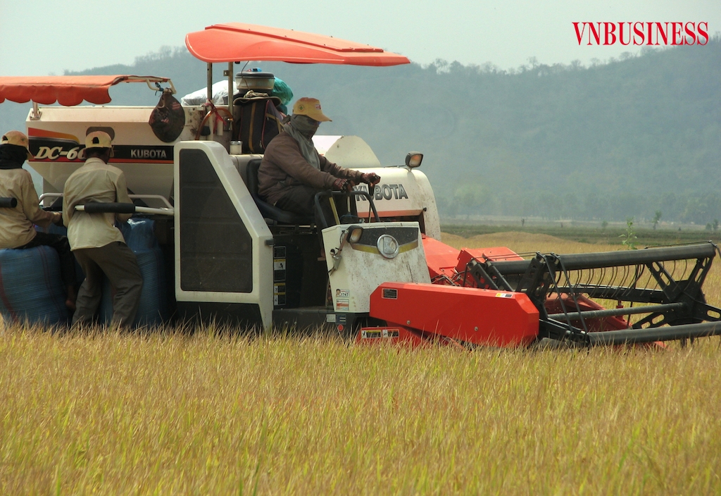 Việc thu mua lúa gạo trong vụ hè thu 2021 ở ĐBSCL giữa đại dịch Covid-19 vẫn cần vai trò lớn của các thương lái.