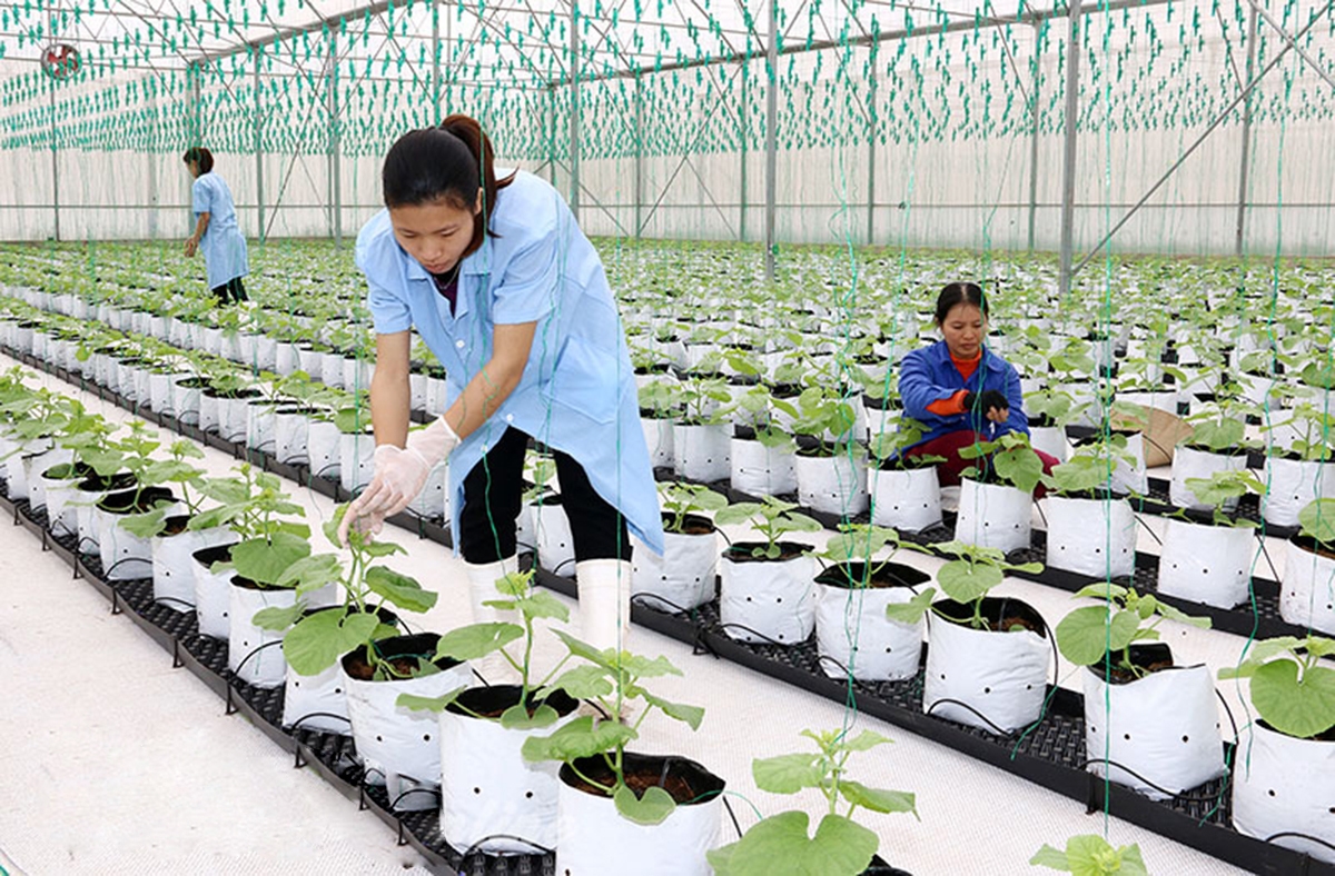 Hình thức tổ chức sản xuất là yếu tố tác động trực tiếp đến đời sống người dân trong xây dựng nông thôn mới (Ảnh TL).