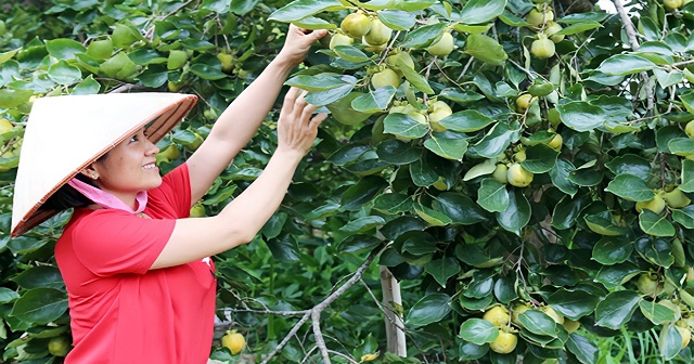 Nhân rộng mô hình kinh tế hiệu quả để nâng cao tiêu chí thu nhập ở xã Bảo Hà.