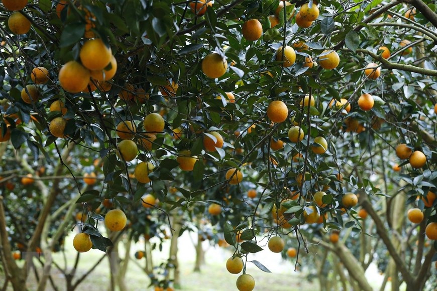 Sản xuất theo quy trình sạch giúp nâng cao chất lượng cam Cao Phong trên thị trường.