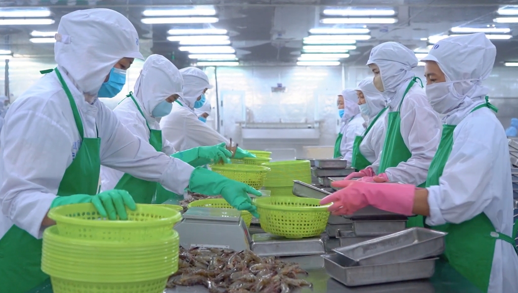 Các nhà máy chế biến tôm đang giảm công suất giữa Covid-19 đợt 4 nhưng lại lo thiếu hụt nguyên liệu.