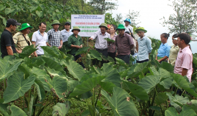 Khoai sọ trở thành một loại hàng hóa đặc sản của Trạm Tấu.