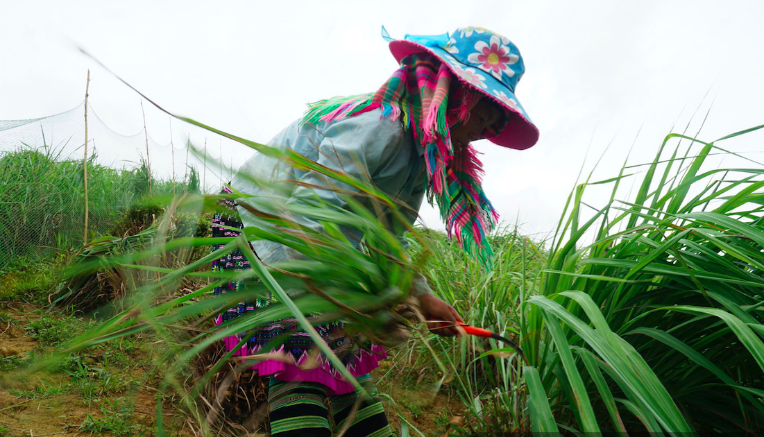 Người dân huyện Trạm Tấu trồng cây sả Java để lấy tinh dầu cho hiệu quả cao.