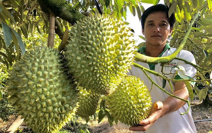 Trồng sầu riêng là thế mạnh phát triển kinh tế ở Thanh Hòa.