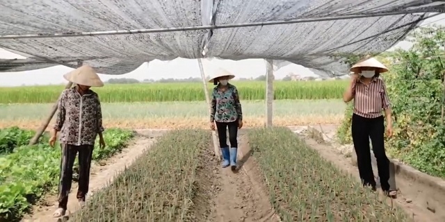 Các HTX do chị em làm chủ đang tạo ra việc làm ổn định, xóa đói giảm nghèo cho đồng bào DTTS tại địa phương.