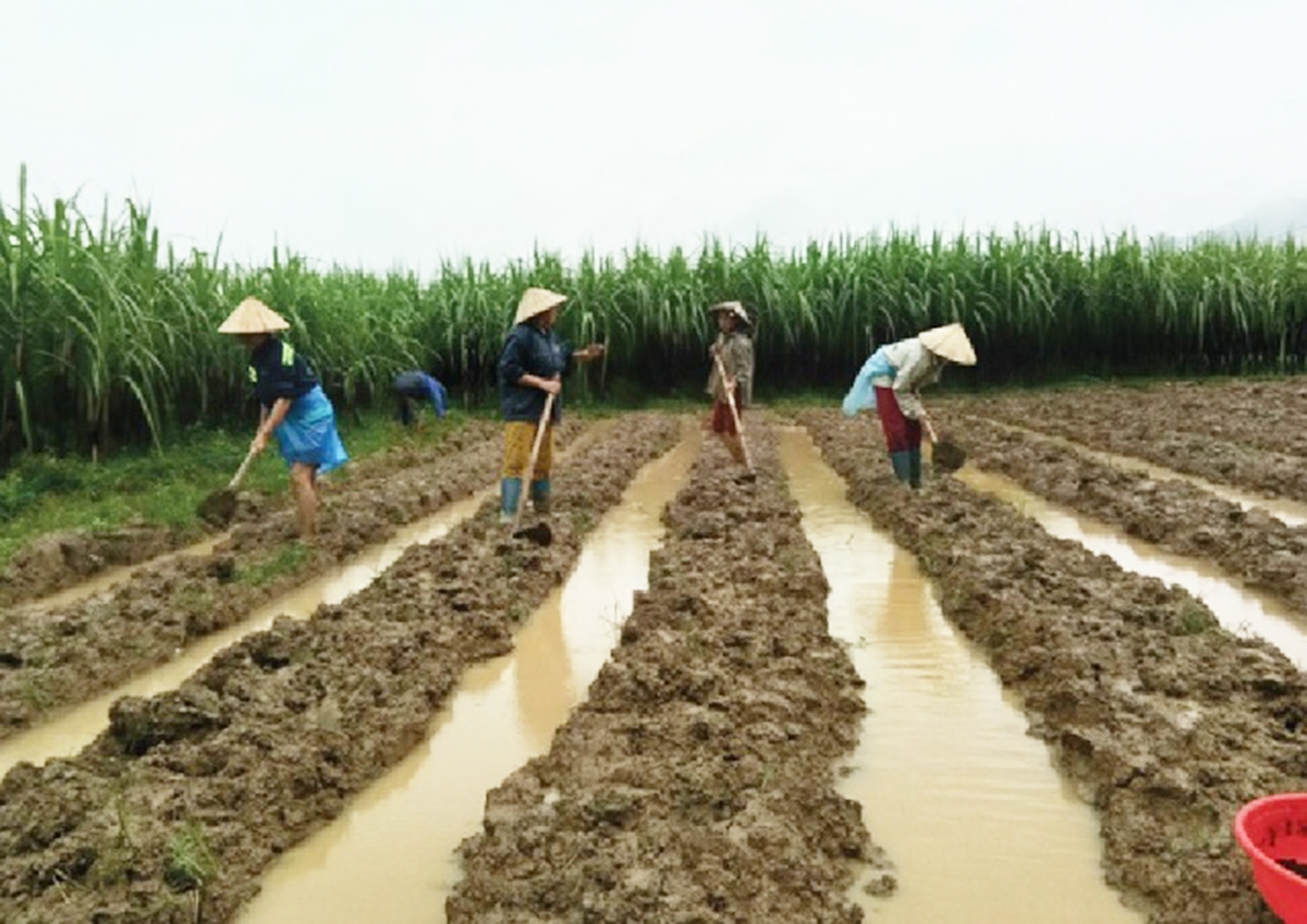 Nhiều thế mạnh về nông nghiệp được người dân Bá Thước hiện thực hóa nhờ được dạy nghề. (Ảnh TL)
