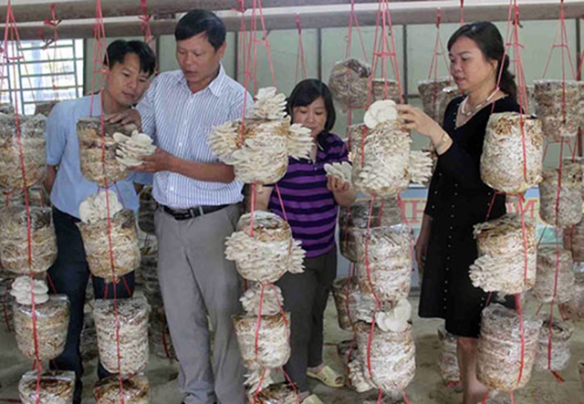 Mô hình trồng nấm sò trên rơm vừa góp phần bảo vệ môi trường, vừa tăng thu nhập cho đồng bào dân tộc Thái ở huyện Quế Phong, tỉnh Nghệ An.