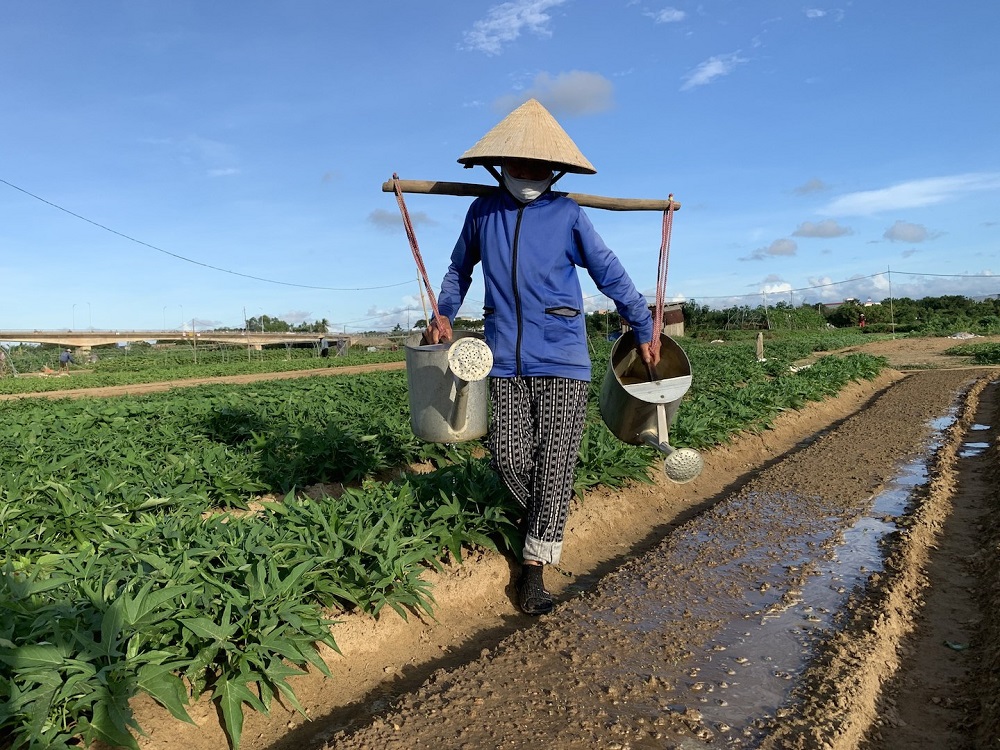 Luật HTX 2012 không quy định cụ thể về mức vốn góp tối thiểu nên trong thực tiễn đã gặp nhiều khó khăn, vướng mắc. (Trong ảnh: Mô hình sản xuất của HTX La Hường - Đà Nẵng).