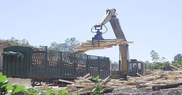 HTX lâm nghiệp bền vững An Thiên liên kết theo chuỗi trồng rừng gỗ lớn xuất khẩu.