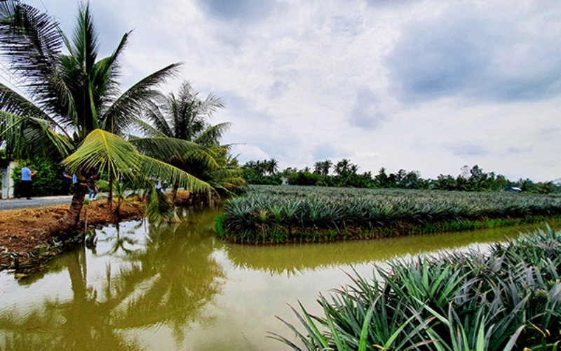 Mô hình xen canh tổng hợp khóm-tôm đã đem lại hiệu quả kinh tế cao cho các thành viên HTX Phước An, huyện Gò Quao.