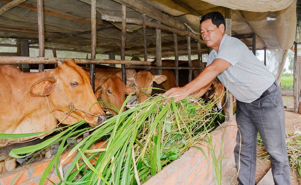 Nuôi bò thịt là hướng làm kinh tế của đồng bào dân tộc thiểu số ở ấp Kiết Lập B.