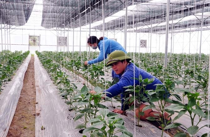 Việc nộp phương án sản xuất kinh doanh khi đăng ký thành lập HTX còn mang tính hình thức, không phục vụ công tác quản lý.