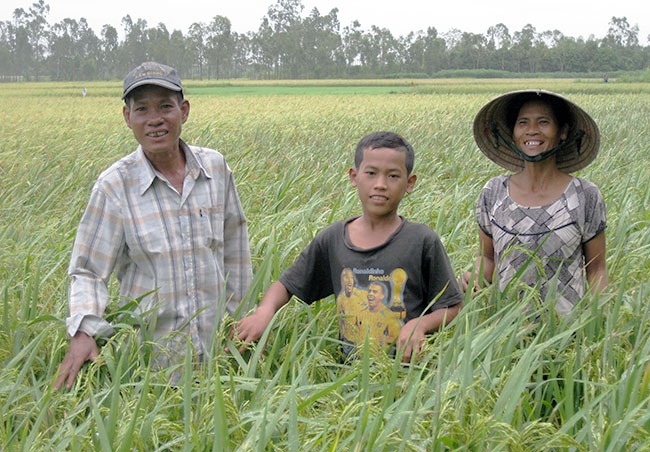 Người Khmer ở xã Đại Tâm phát triển trồng lúa hàng hóa.