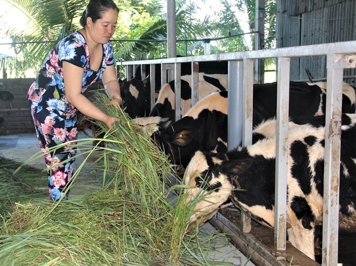 Liên kết chăn nuôi bò sữa chính là thế mạnh của đồng bào dân tộc thiểu số ở Sóc Trăng.