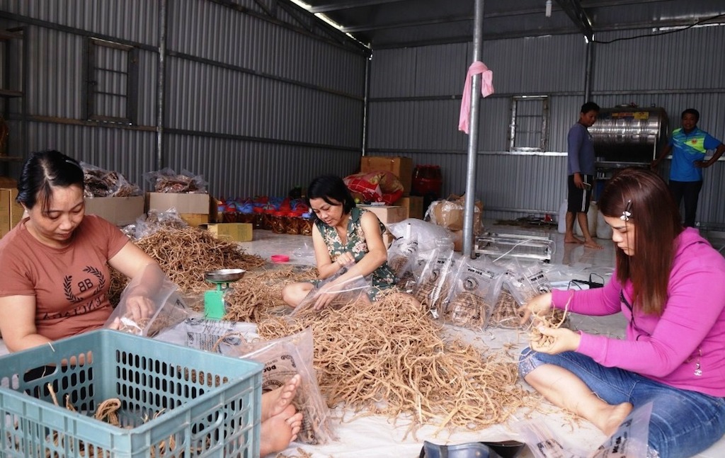 HTX Nông nghiệp Ch’Ơm giúp bà con Cơ Tu làm giàu với cây đẳng sâm.