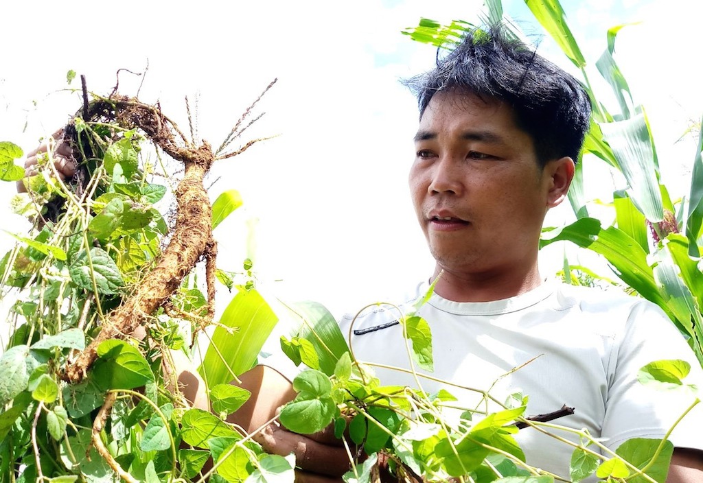 Đẳng sâm là loại cây thuốc quý đang được bà con Cơ Tu ở xã Ch’Ơm phát triển thành vùng nguyên liệu lớn.