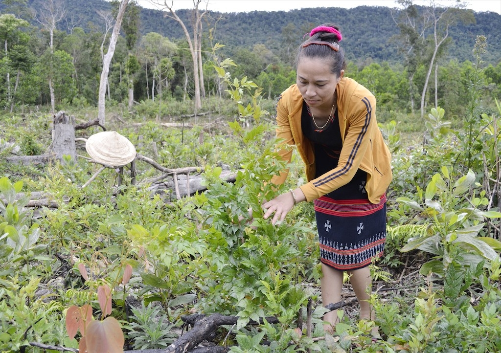 Chè dây Ra Zéh đang được huyện Đông Giang định hướng là cây chủ lực xóa đói giảm nghèo cho đồng bào Cơ Tu.