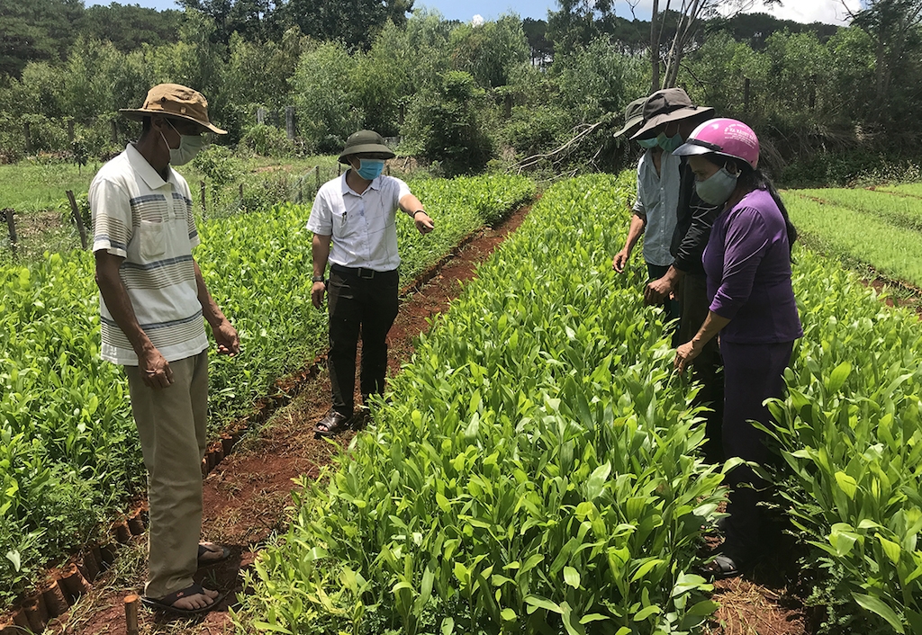 Phát triển vùng nguyên liệu với cây keo lai giúp giảm nghèo cho nhiều bà con người Cơ Tu ở huyện Tây Giang.