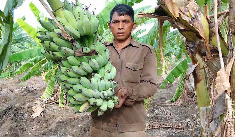 Huyện Đông Ging phát triển mô hình trồng chuối mốc giúp bà con Cơ Tu thoát nghèo.