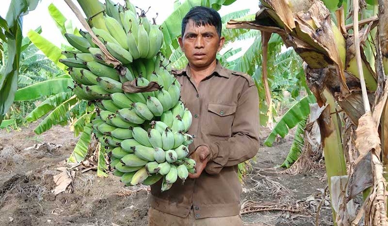 Huyện Đông Ging phát triển mô hình trồng chuối mốc giúp bà con Cơ Tu thoát nghèo.