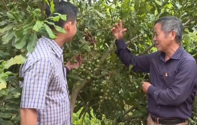 HTX mắc ca Nhân Hoà, đang tập trung sản xuất VietGAP, hướng đến xuất khẩu hạt mắc ca.