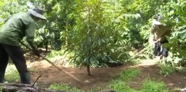 Cây mắc ca đã và đang trở thành cây trồng chủ lực của bà con DTTS ở Kon Tum, giúp xoá đói, giảm nghèo.