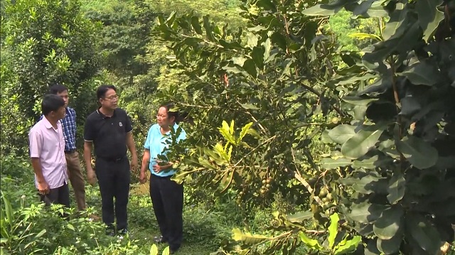 Cây mắc ca trên địa bàn tỉnh Kon Tum rất phù hợp với khí hậu, thổ nhưỡng, đặc biệt là ở vùng đồng bào DTTS