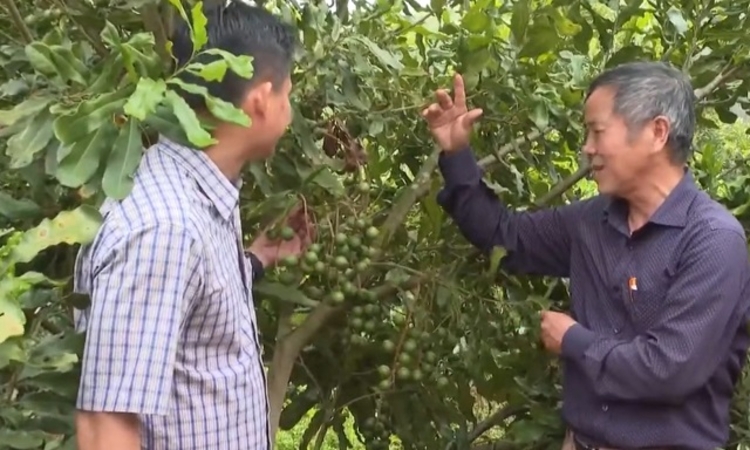Đồng bào DTTS Kon Tum phát triển cây mắc ca hiệu quả và bền vững (Bài cuối): Động lực từ HTX gắn với chuỗi giá trị sản phẩm