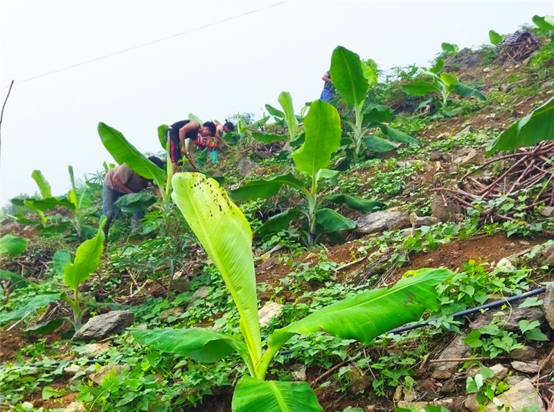 Cây chuối cũng được huyện Bảo Yên lựa chọn trong Đề án tái cơ cấu nông lâm nghiệp giúp đồng bào thoát nghèo