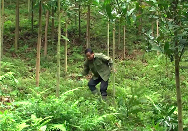 Hiện, trên địa bàn huyện Bảo Yên có 3 nhà máy sản xuất tinh dầu quế, đảm bảo thu mua và bao tiêu được sản phẩm quế cho bà con.