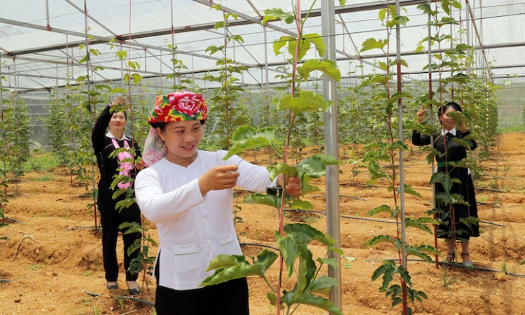 Hiệu quả từ chính sách giảm nghèo ở Bảo Yên (Bài 1): Đánh thức tiềm năng đất đai