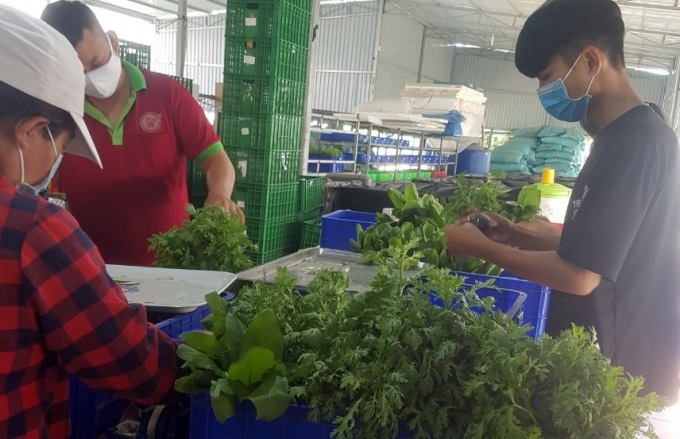 Khu vực sơ chế rau của HTX Tuấn Ngọc.