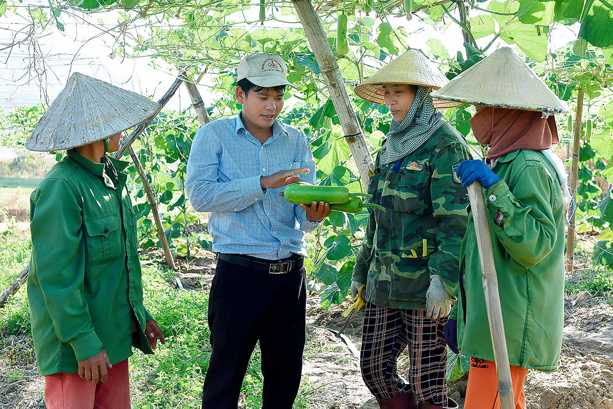 Các cây trồng mới đang cho hiệu quả cao nhờ sản xuất khoa học (Ảnh BGL).