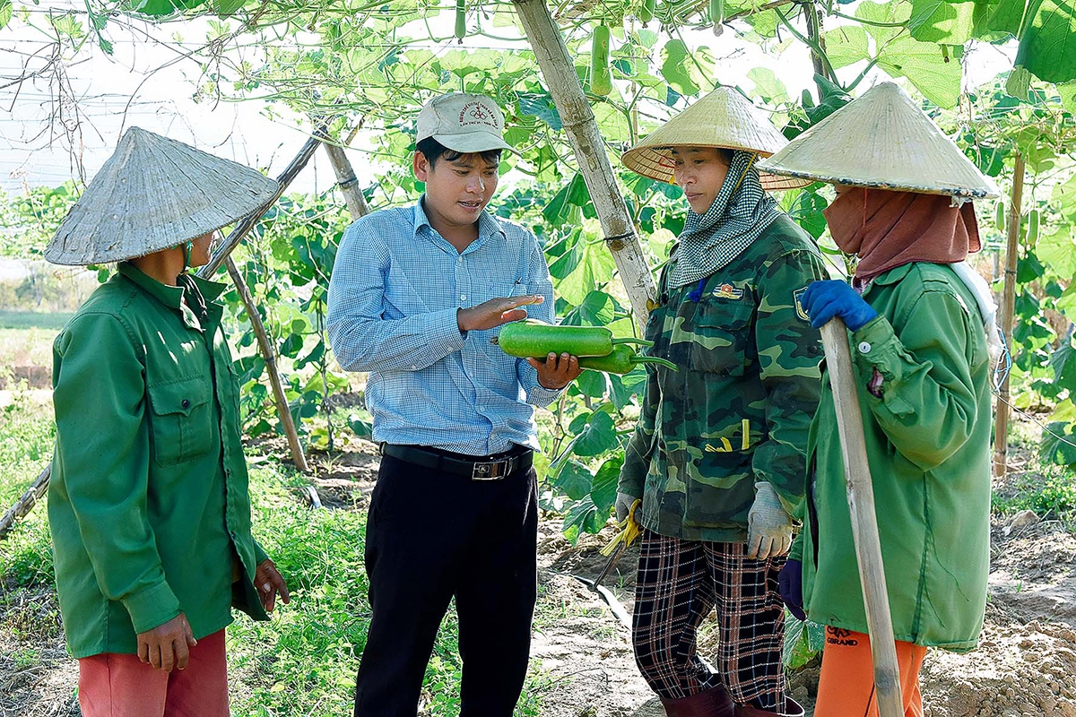 Các cây trồng mới đang cho hiệu quả cao nhờ sản xuất khoa học (Ảnh BGL).