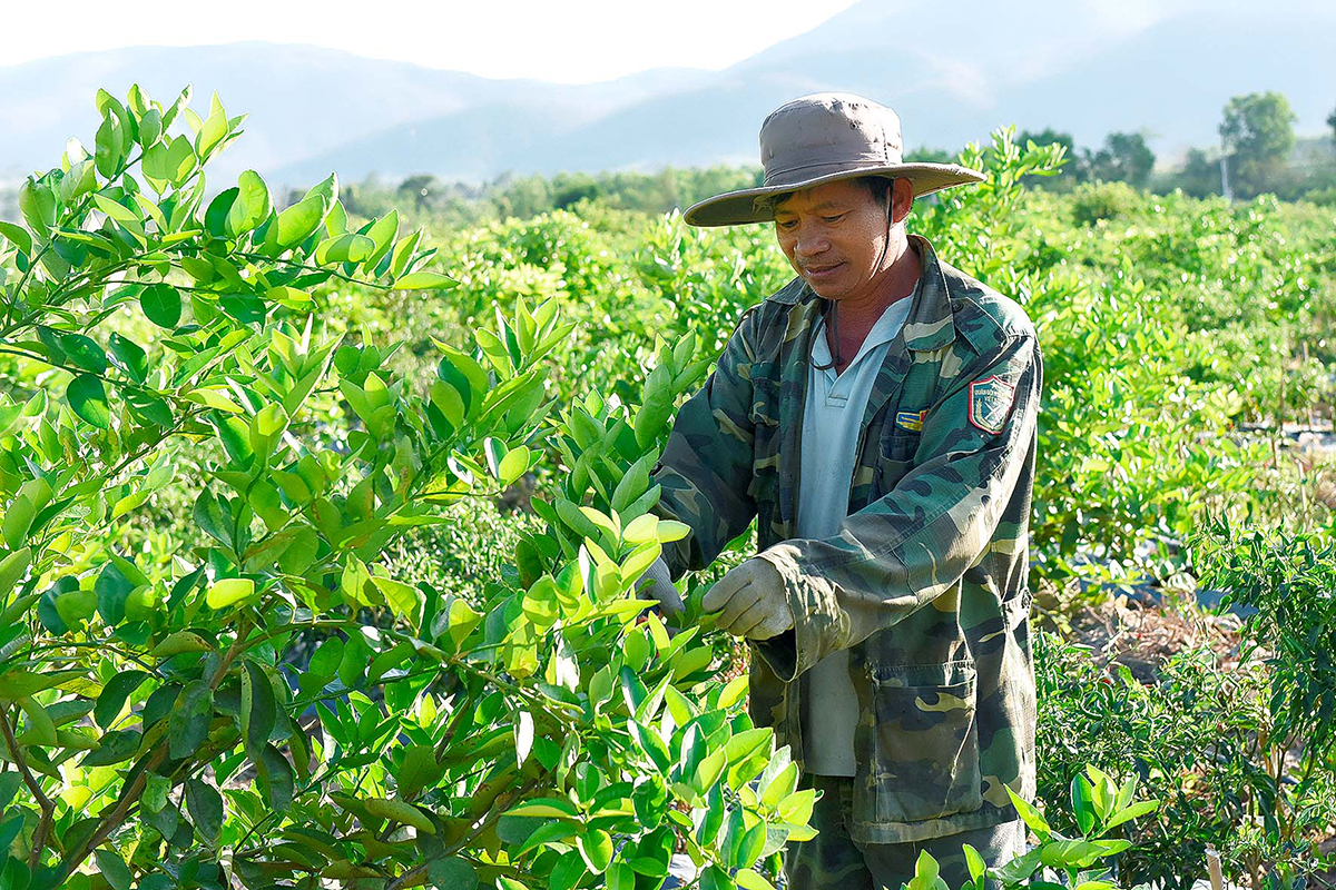 Các loại cây trồng mới sẽ được phát triển theo vùng, quy hoạch rõ ràng để đảm bảo tính bền vững (Ảnh BGL).