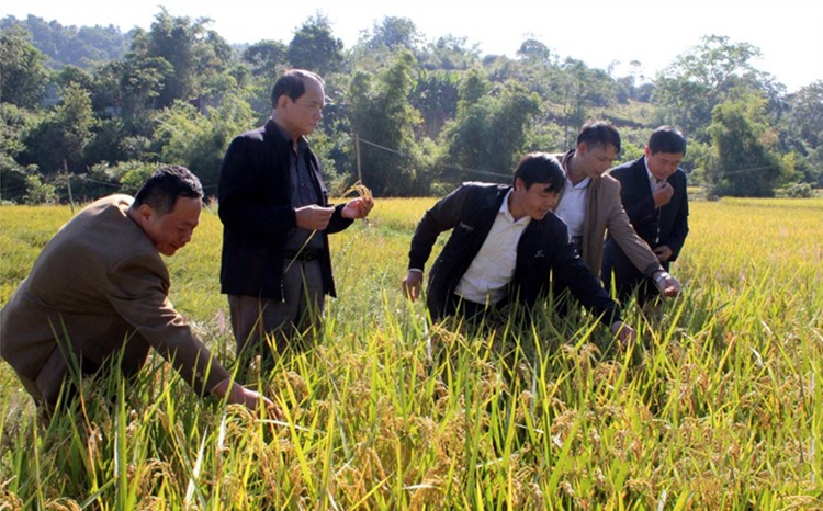 Nhờ có sự hỗ trợ của chính quyền địa phương về công tác cán bộ nên thời gian đầu, HTX Trấn Ninh hoạt động đạt hiệu quả cao.
