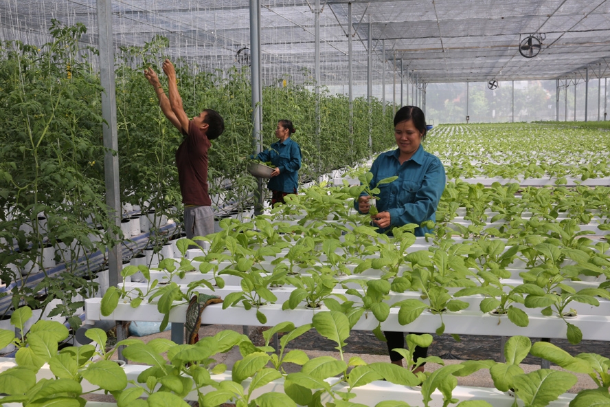 Nguồn nhân lực có trình độ luôn là những khó khăn cần tháo gỡ của các HTX trên địa bàn tỉnh Lạng Sơn.