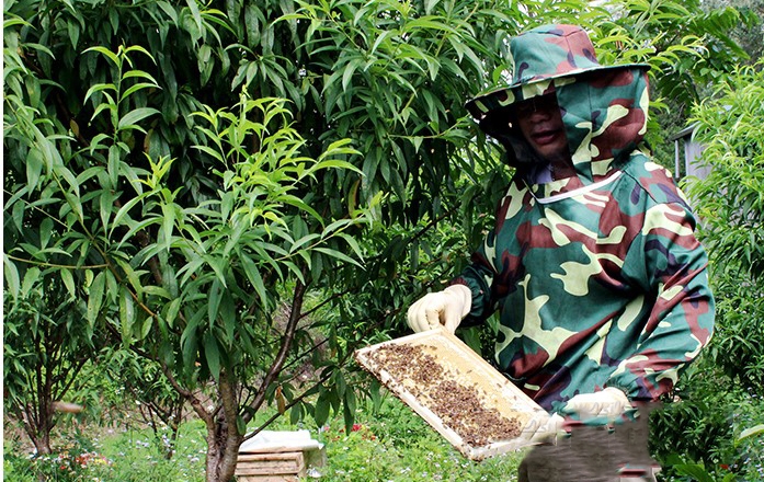 Thành viên HTX Sản xuất và Dịch vụ nông nghiệp Quảng Hồng chăm sóc đàn ong mật.