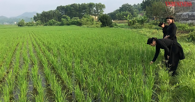 HTX xây dựng chuỗi liên kết và tiêu thụ sản phẩm nếp vải Ôn Lương.