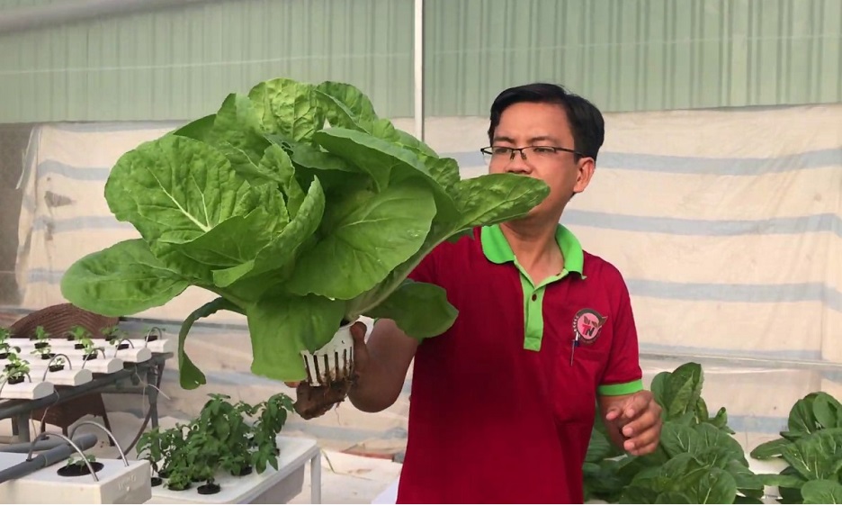 Rau cho chất lượng cao nhờ được nuôi trồng trong môi trường thủy canh.