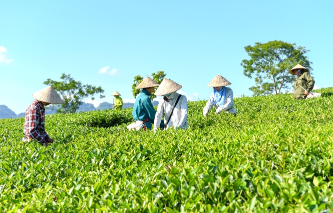 Bộ KH&ĐT được giao tiếp tục chỉ đạo, đôn đốc các địa phương thực hiện việc đăng ký và tổ chức lại HTX theo quy định của Luật HTX năm 2012.