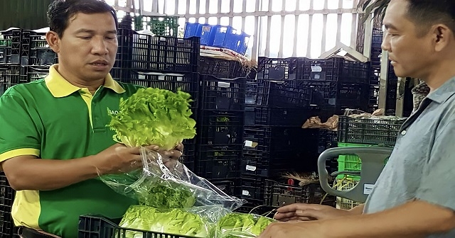 Mỗi ngày, HTX cung cấp hơn 10 tấn các loại nông sản an toàn đến chuỗi siêu thị.