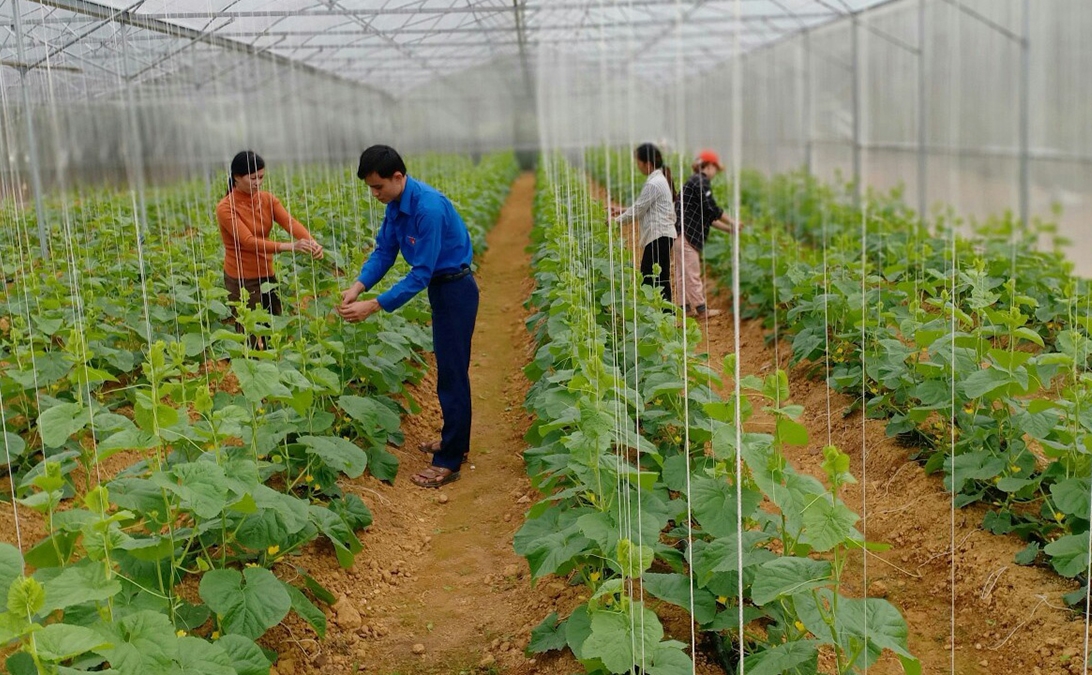 Anh Lương Ngọc Lai (áo xanh) cùng các thành viên đang chăm sóc vườn bí xanh trong nhà lưới.